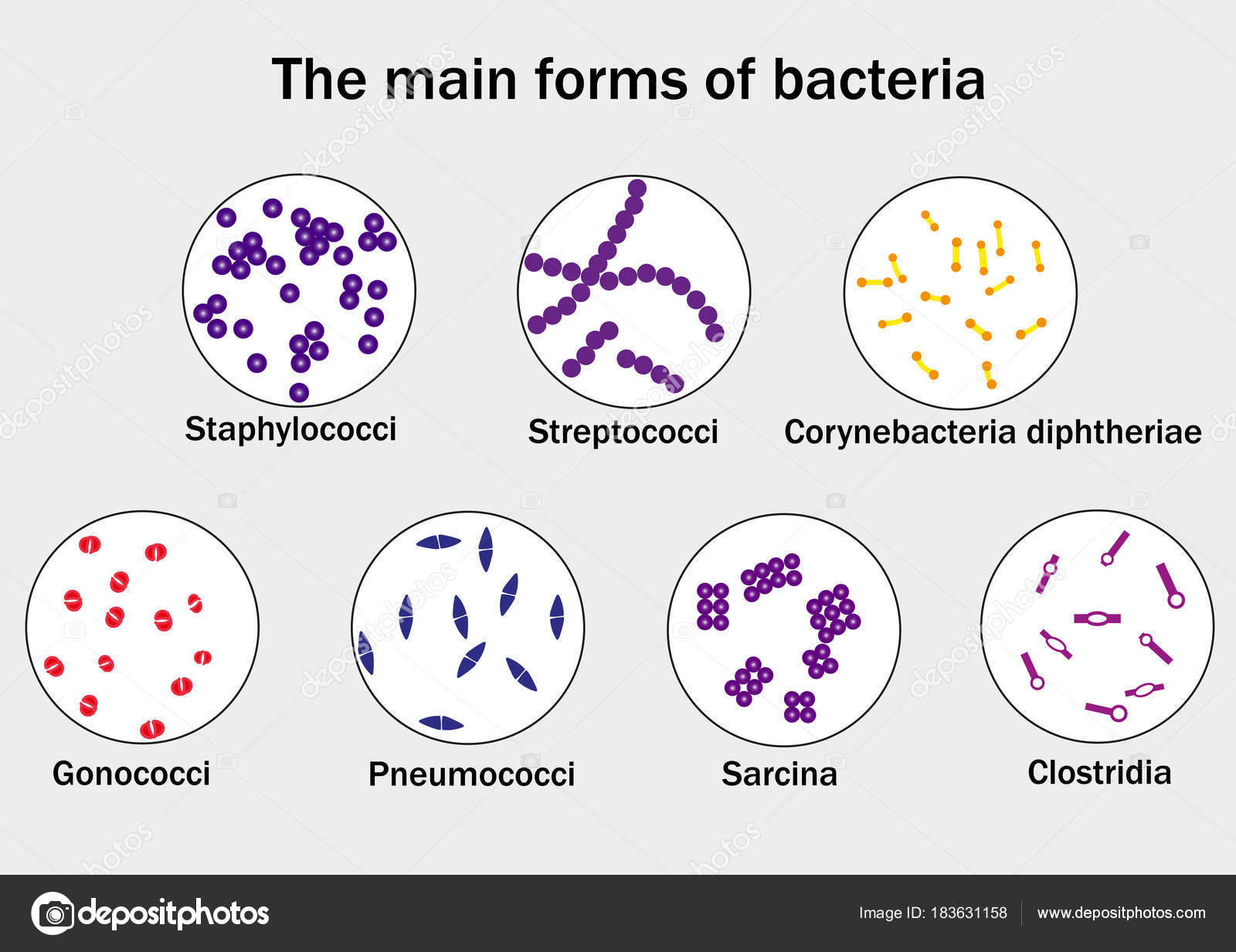 Les Principales Formes Bactéries Vecteur par ©sandro_ 183631158