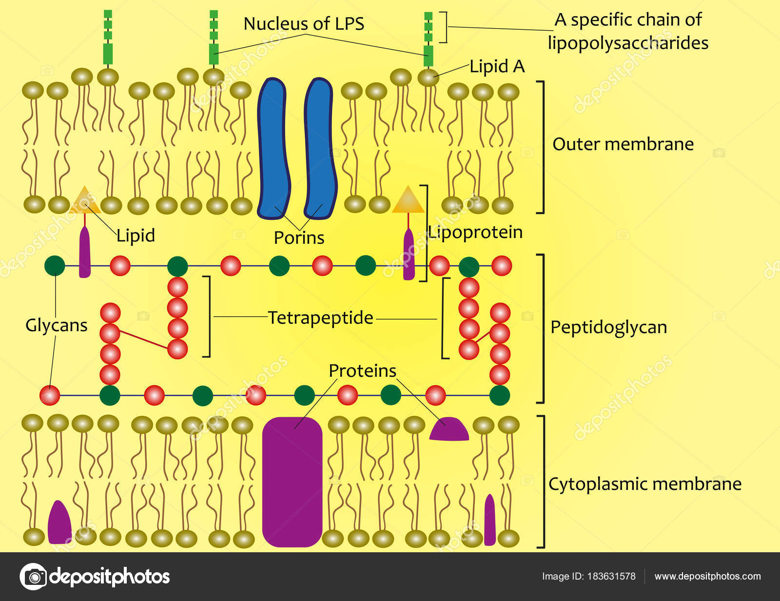 Gram Negative Cell Wall Diagram - Wiring Diagram