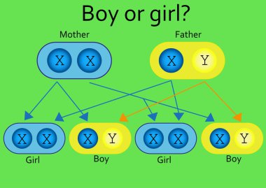 Miras mekanizması. Erkek ve kız (50/50 doğum olasılığı)