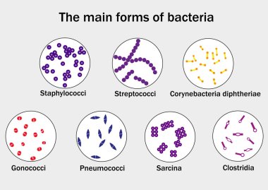 The main forms of bacteria  clipart