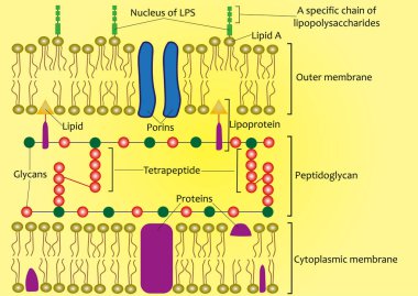 Structure of the cell wall of Gram-negative bacteria (scheme) clipart