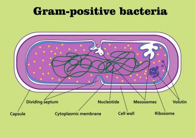 Gram-pozitif bakteri yapısını 