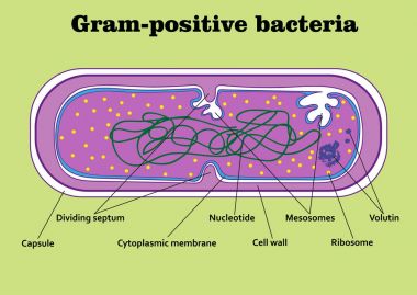 Structure  of gram-positive bacterium  clipart