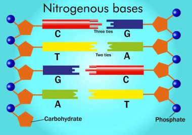 Nitrogenous bases (adenine, uracil, guanine, thymine, and cytosine)  clipart