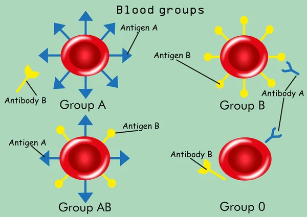 Grupos Sanguíneos Tipos Con Anticuerpos Antígenos — Vector de stock