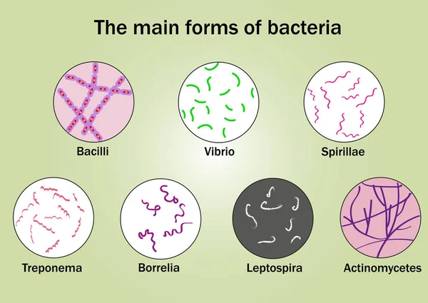 Main Forms Bacteria — Stock Vector