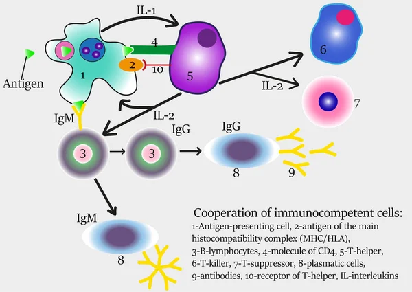 Samarbejde Mellem Immunokompetente Celler – Stock-vektor