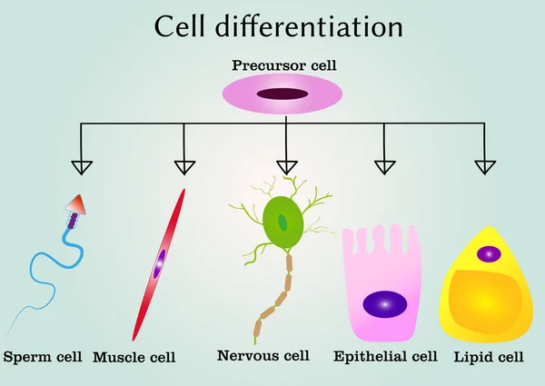 Différenciation Des Cellules Cellule Précurseur — Image vectorielle