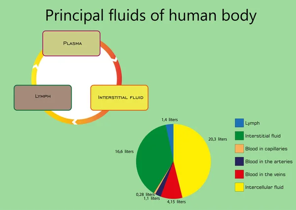 Líquidos Principales Del Cuerpo Humano — Vector de stock