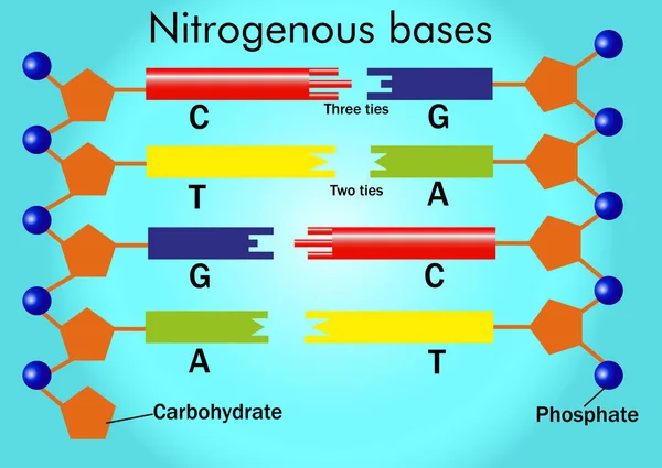 Nitrogenbaser Adenin Uracil Guanin Thymin Cytosin – Stock-vektor