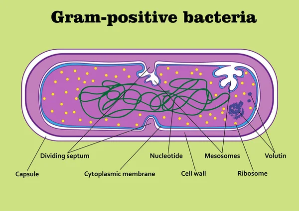 Estructura Bacteria Grampositiva — Vector de stock