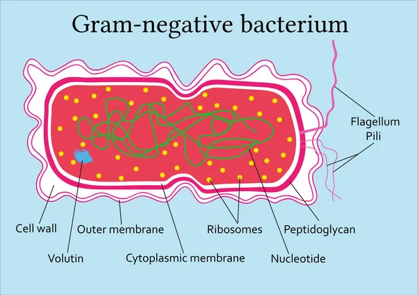 Structure Bactérie Gram Négative — Image vectorielle