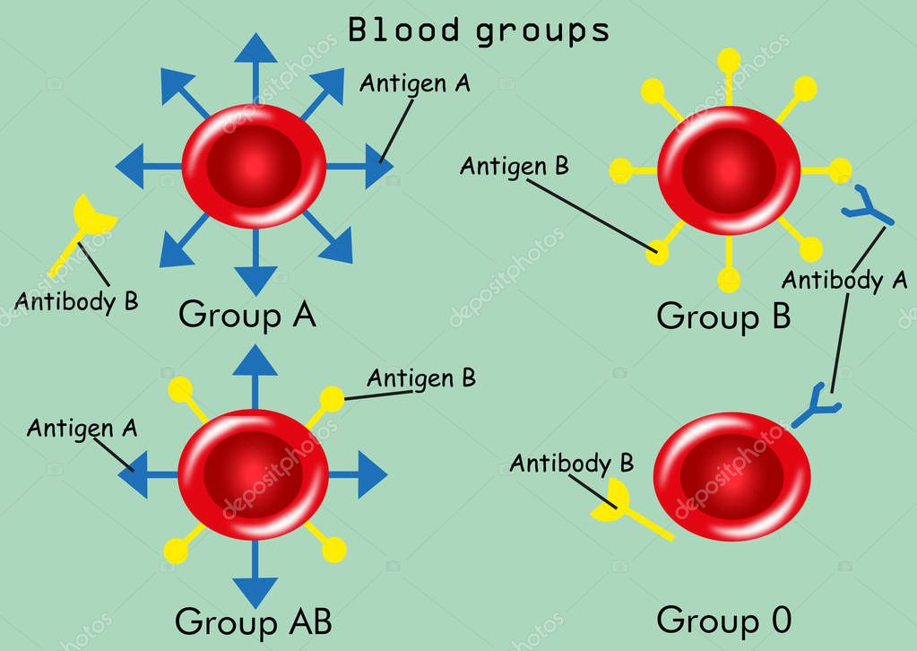 Grupos sanguíneos (tipos) con anticuerpos y antígenos 2023
