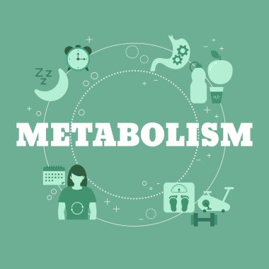 Metabolizma kavramı. Web sitesi, uygulama, pankart vs. için vektör illüstrasyonu.