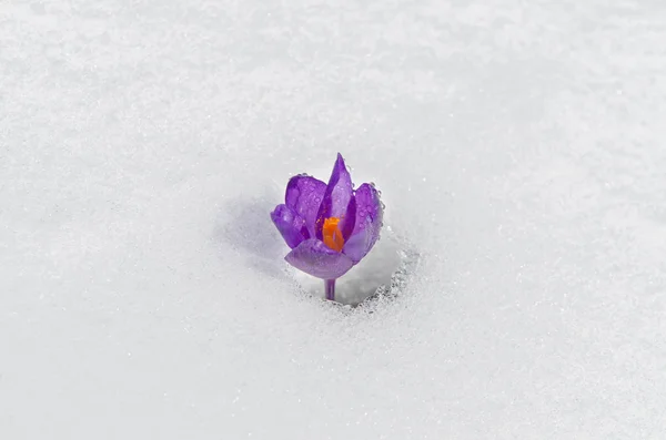 Tender spring flower isolated on white background