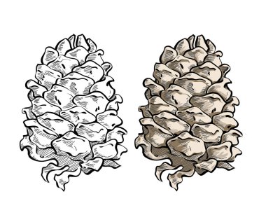 Sedir koni izole el çizilmiş vektör