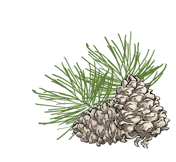 Vector composition with cedar cone and coniferous brunch