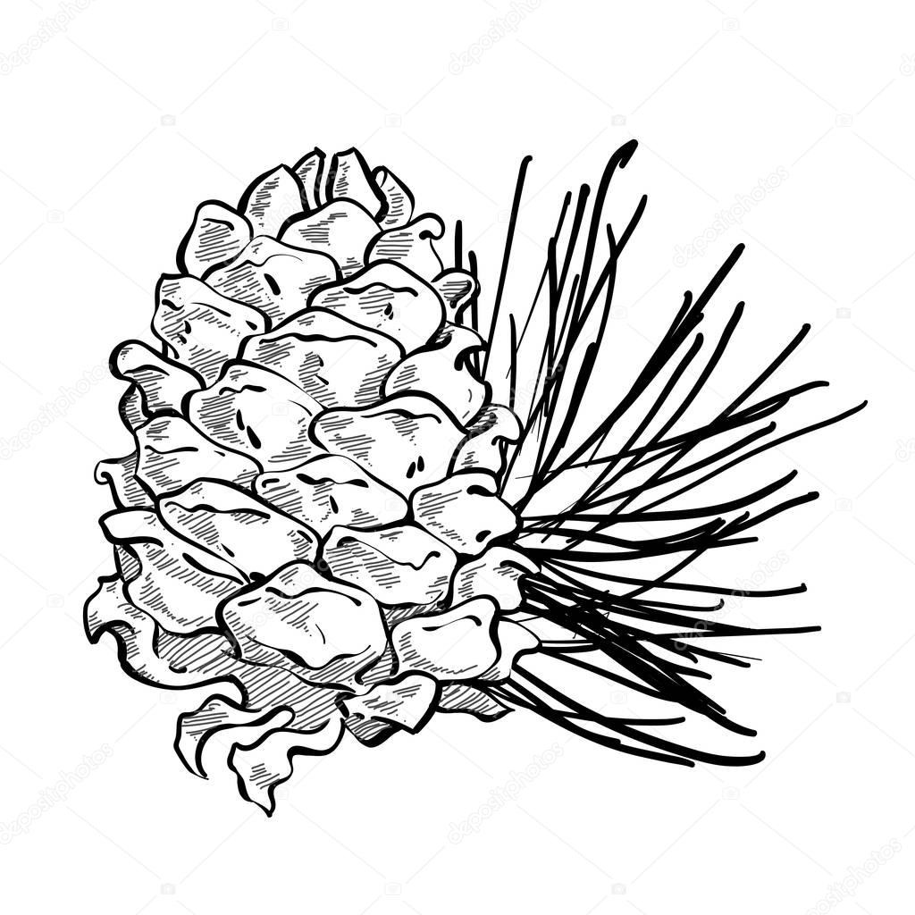 Hand drawn vector composition with cedar cone and coniferous bru