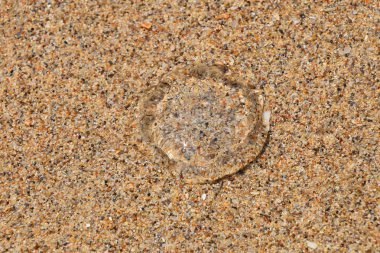 Kum Plajı üzerinde bir şeffaf denizanası