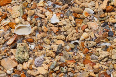 Deniz kıyısında çakıl, taş, mercan ve kabukları