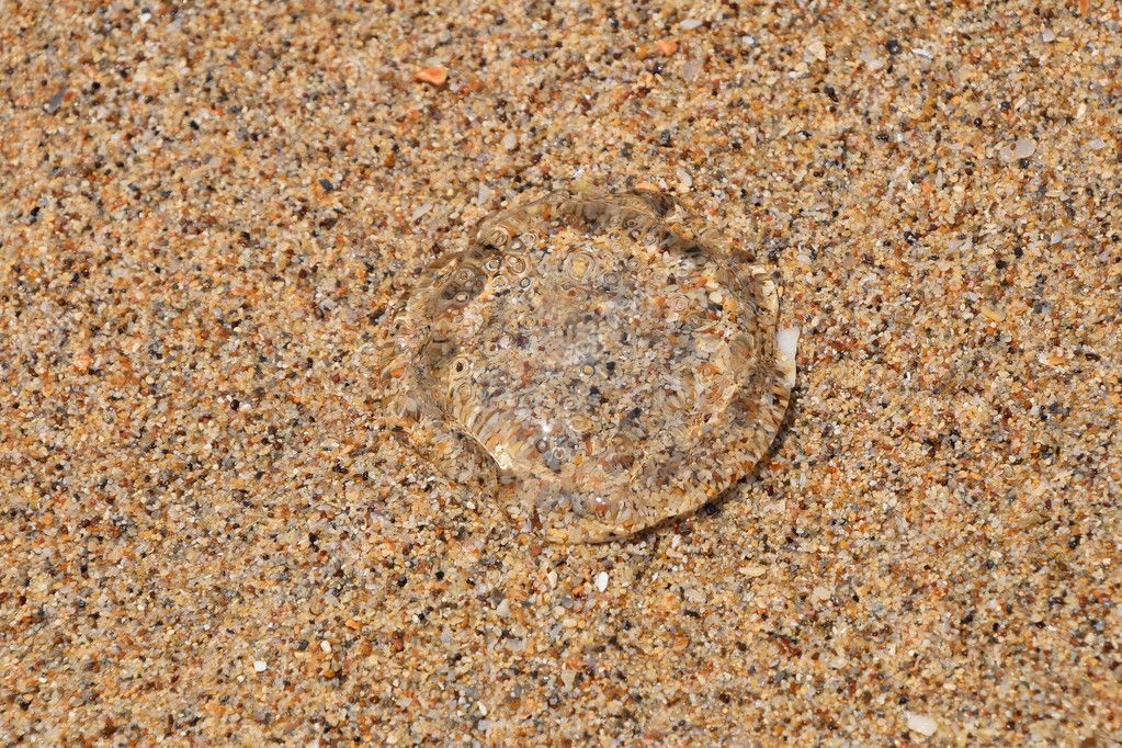 Qualle Auf Sand — Rezepte Suchen