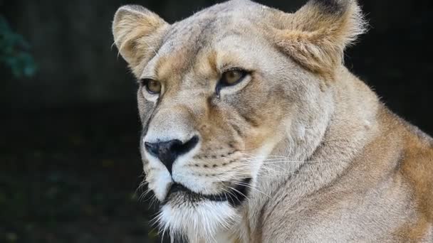 Close up portrait of African lioness, lion female — Stock Video