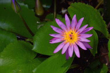 Nymphaea caerulea, mavi lotus çiçeği