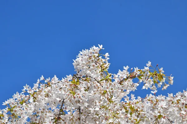 Weiße Kirschblüte über blauem Himmel — Stockfoto