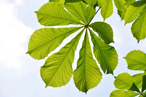 Spring green horse chestnut leaves over blue sky — Stock Photo, Image