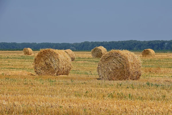 Bales of straw in stubble field after harvesting — Stock Photo, Image