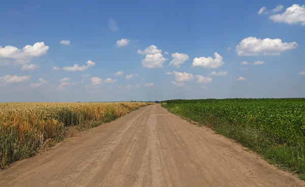 Дорога между двумя сельскохозяйственными полями — стоковое фото