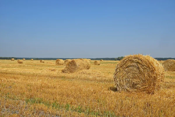 Bales of straw in stubble field after harvesting Stock Picture