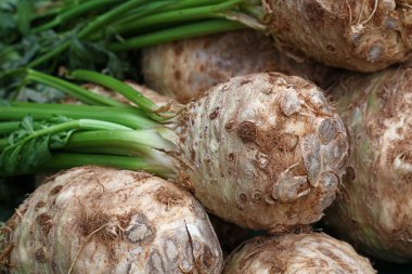 Taze yeşil düğme kereviz sapı grup