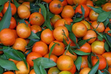 Yeşil yaprakları ile taze olgun mandarin portakal