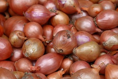 Perakende Pazar ekran üzerinde ortak kuru soğan