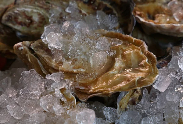 Ostras crudas grandes frescas sobre hielo — Foto de Stock