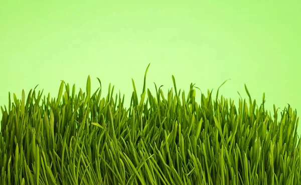 Grama fresca da mola fechar baixo ângulo sobre verde — Fotografia de Stock