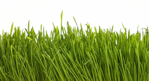 Primavera grama verde perto com gotas de orvalho no branco — Fotografia de Stock