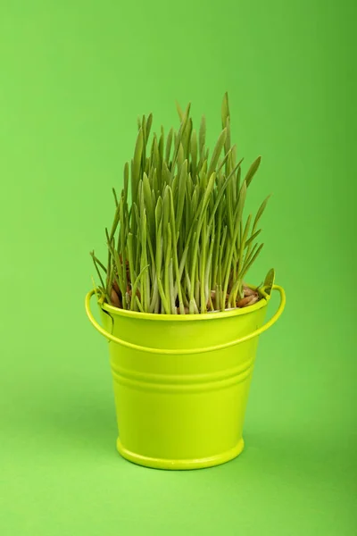 Spring rumput tumbuh di ember kecil di atas hijau — Stok Foto