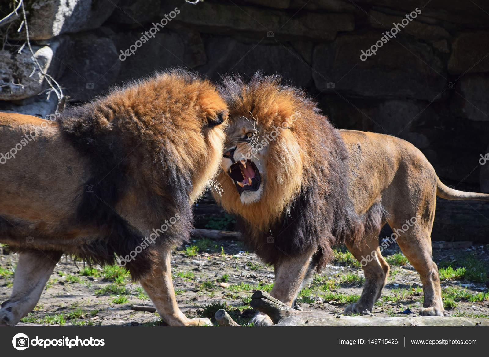 SCARICA RUGGITO LEONE GRATIS
