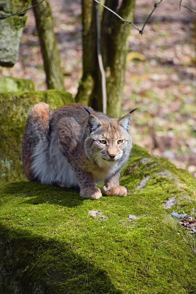 Eurasian lynx on moth stone in forest — Stock Photo, Image