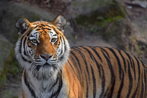 Close-up van portret van de Amoer van de Siberische tijger — Stockfoto