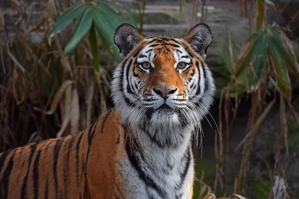 Close-up van portret van de Amoer van de Siberische tijger — Stockfoto