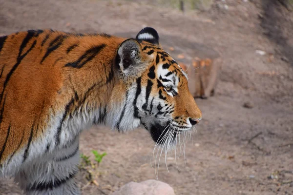 Close-up van kant portret van de Amoer van de Siberische tijger — Stockfoto