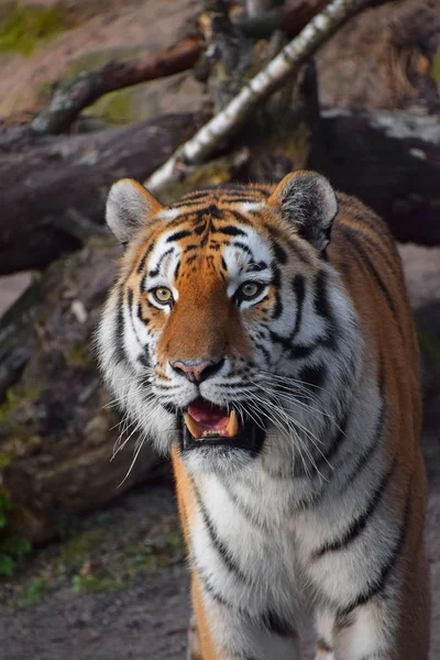 Nahaufnahme Porträt des sibirischen Amur-Tigers — Stockfoto