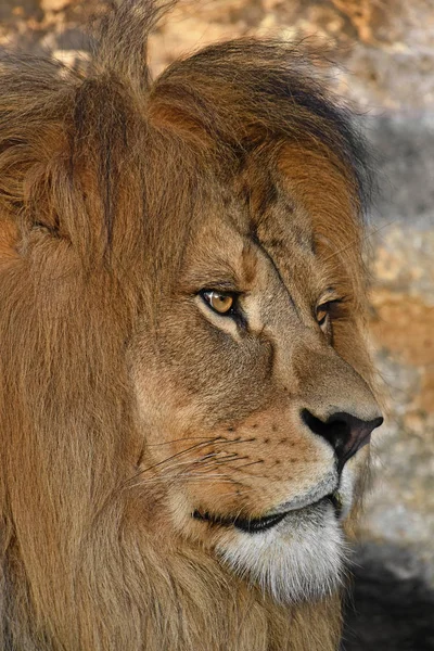 Close-up van kant portret van mannelijke Afrikaanse leeuw — Stockfoto