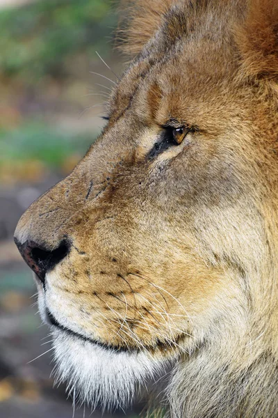 Крупним планом стороні портрет африканських самця лева — стокове фото
