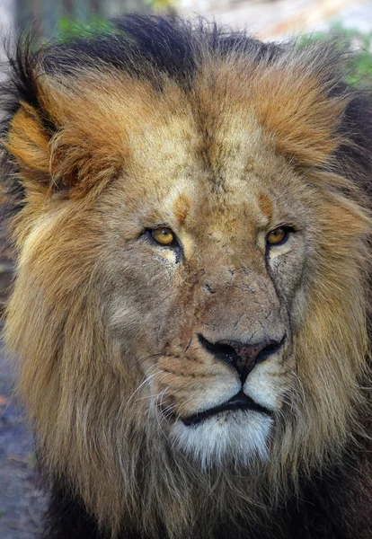 Крупним планом портрет африканських самця лева — стокове фото