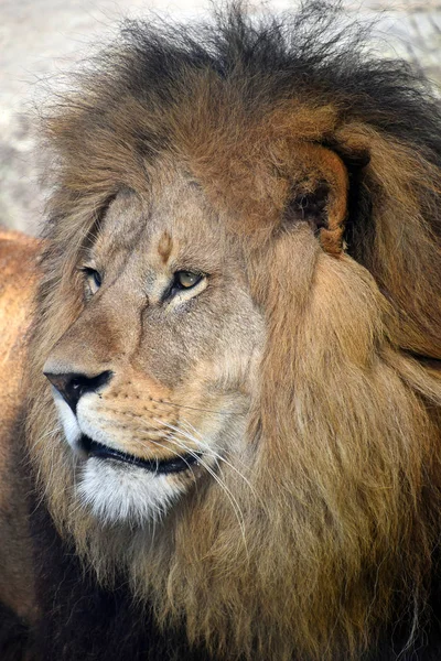 Close-up van kant portret van mannelijke Afrikaanse leeuw — Stockfoto