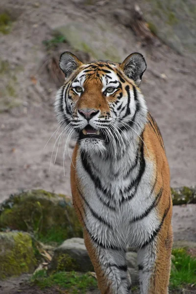 Retrato de cerca del tigre de Amur siberiano — Foto de Stock